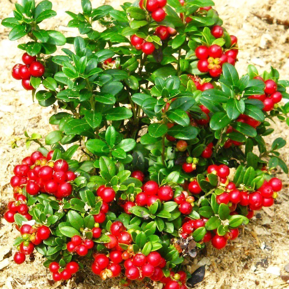 Vaccinium Vitis-idaea Koralle брусника коралл