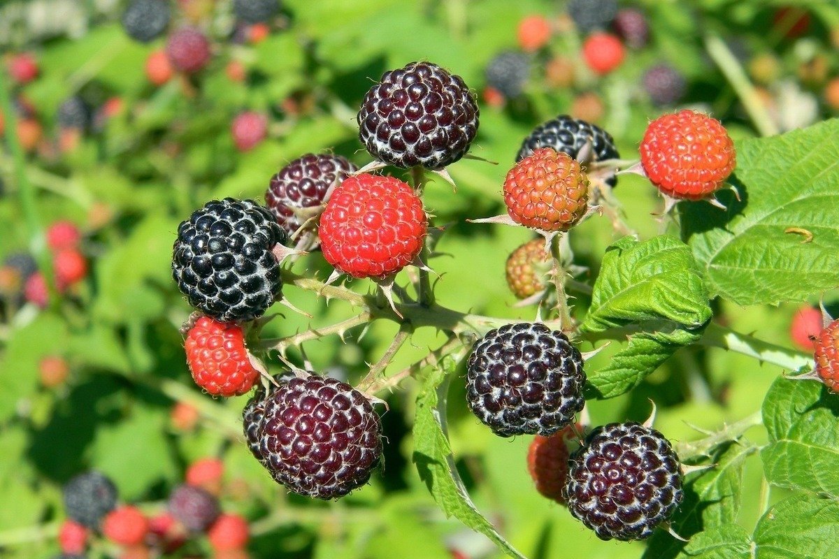 Малина черная Кумберленд