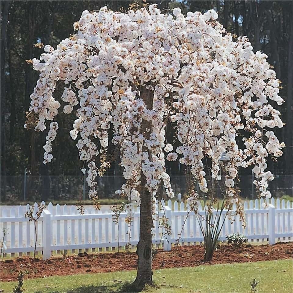 Вишня плакучая `pendula`