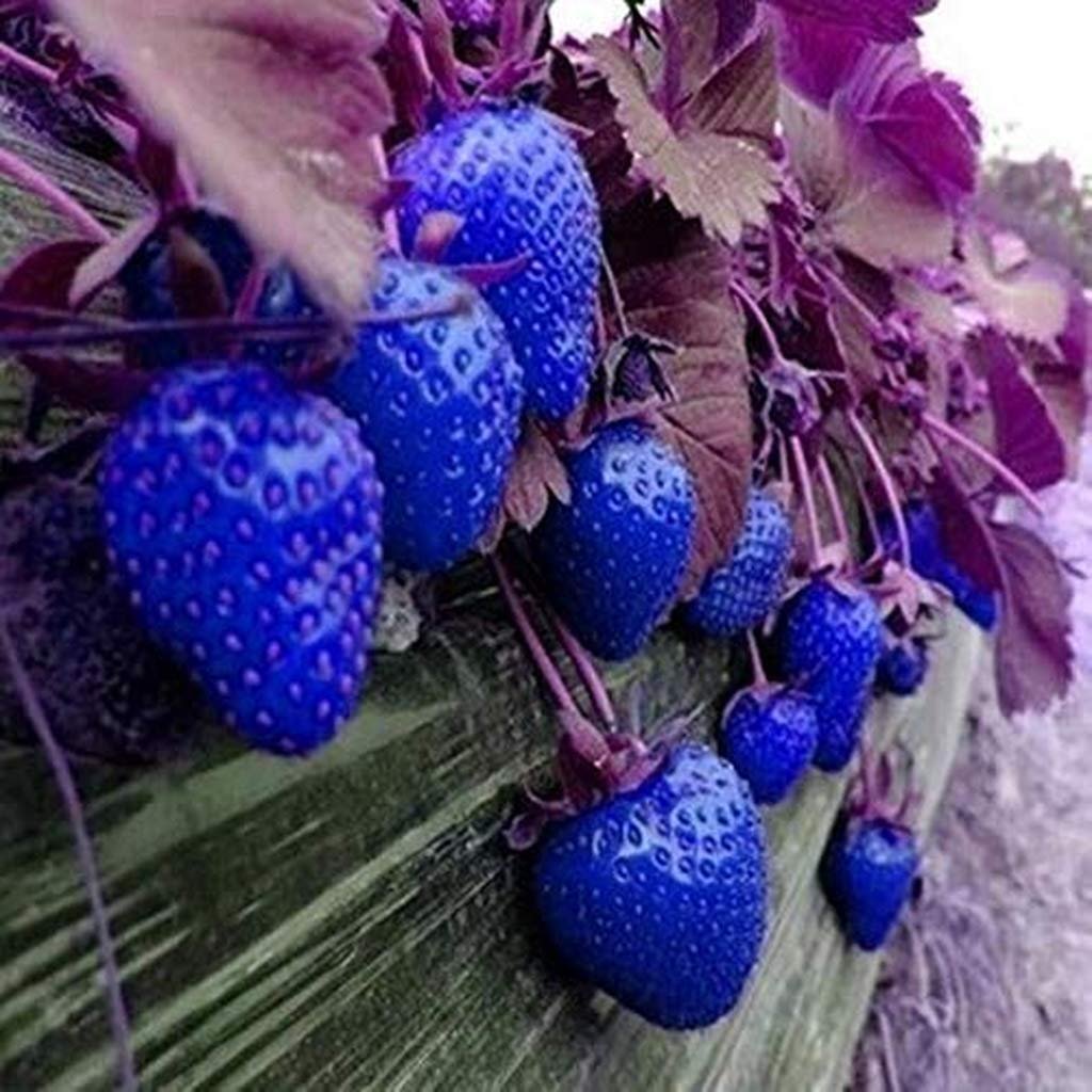 Фиолетовая клубника