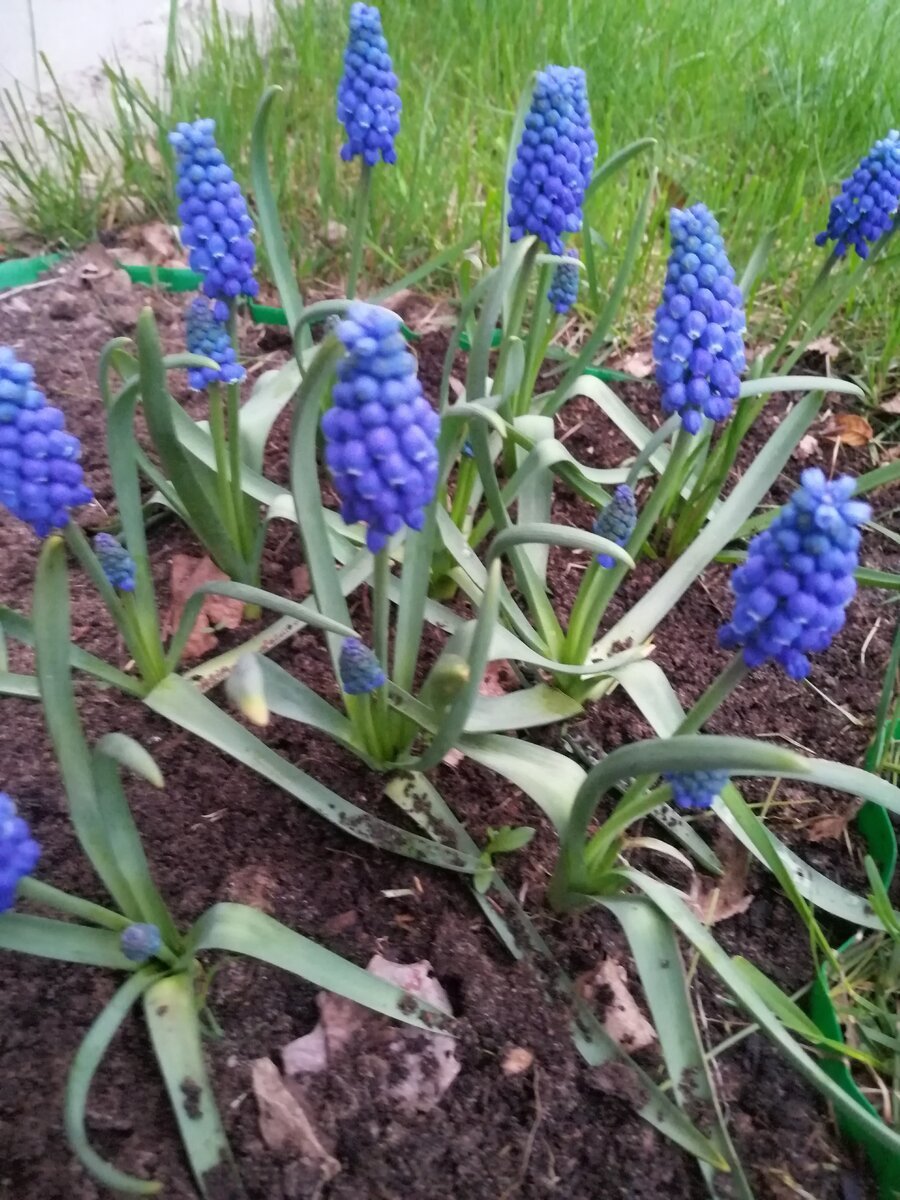 Мускари армянский Купидо