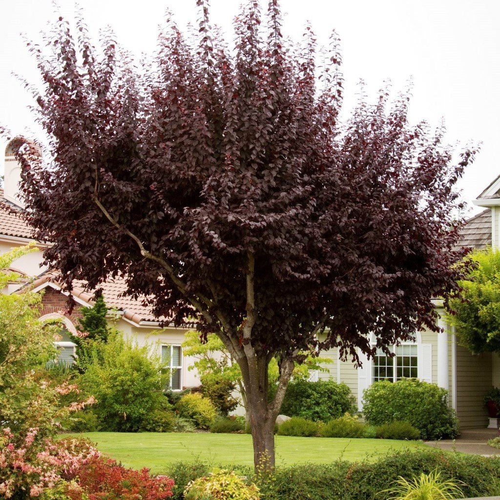 Purple Leaf Plum Prunus cerasifera