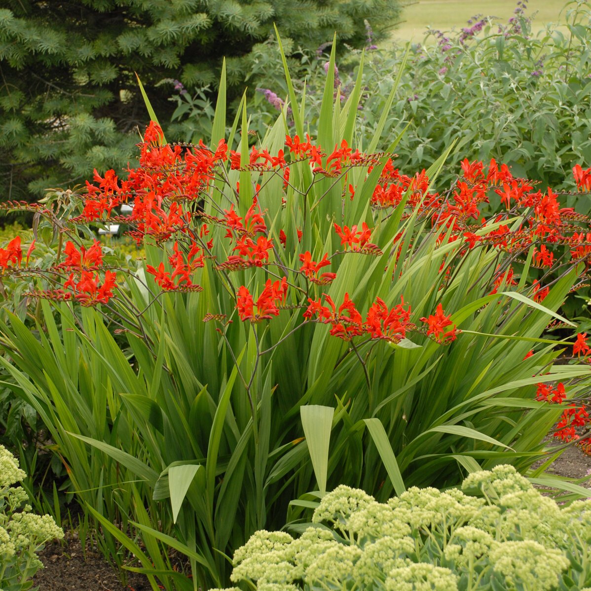 Крокосмия (Crocosmia) Люцифер