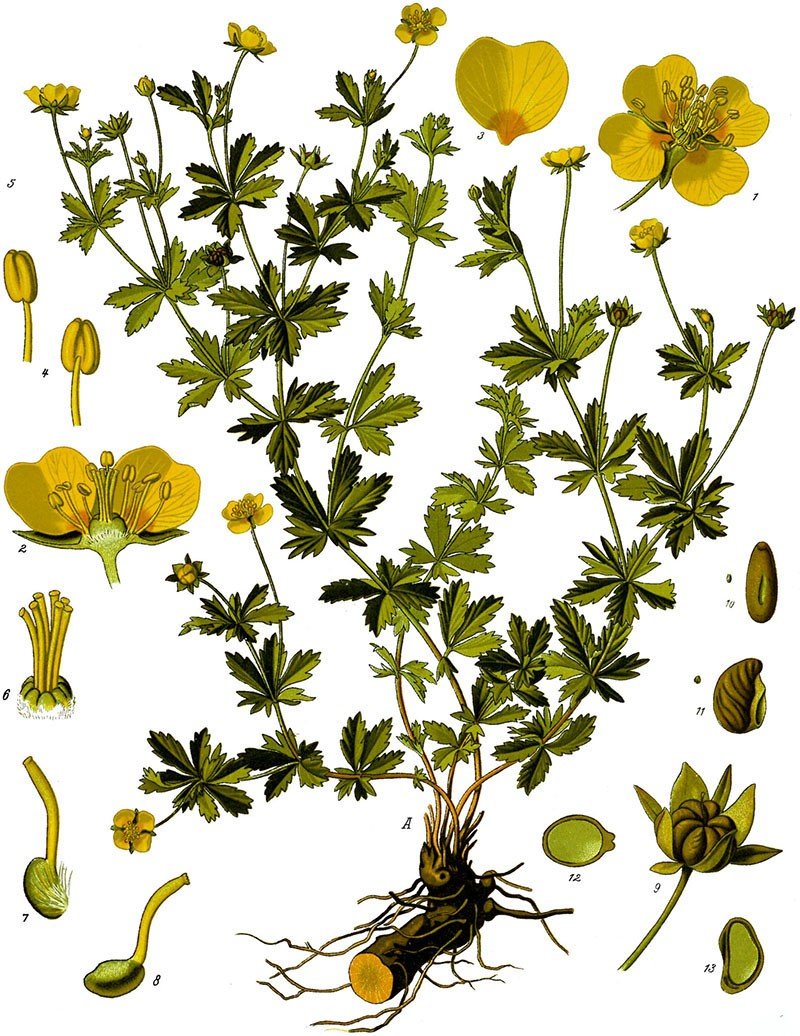 Лапчатка прямостоячая Potentilla erecta l.