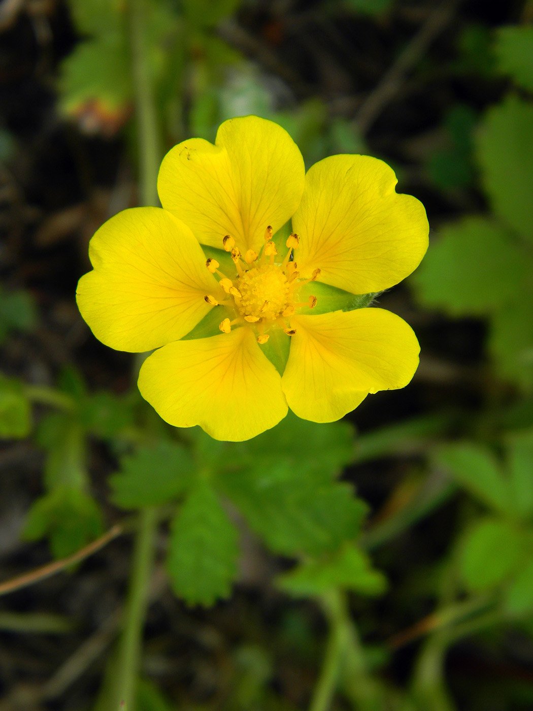 Лапчатка прямостоячая Potentilla erecta