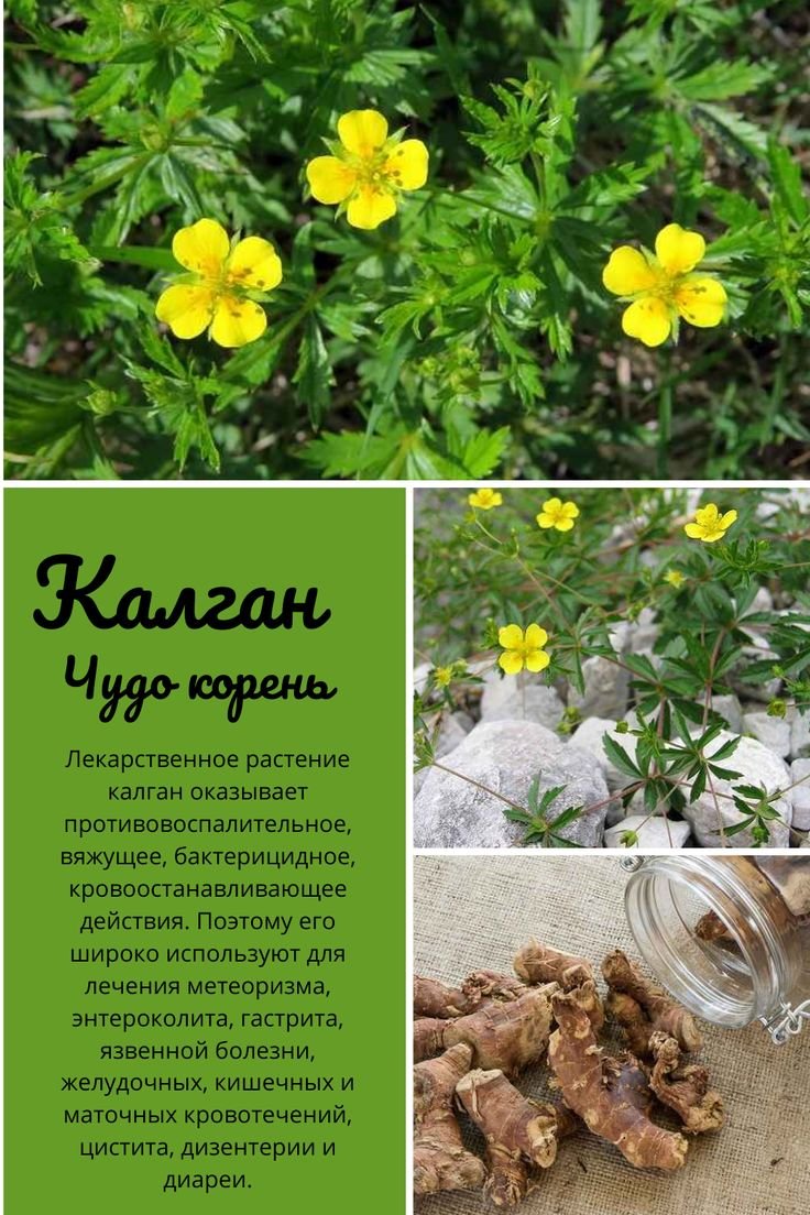 Калган растение
