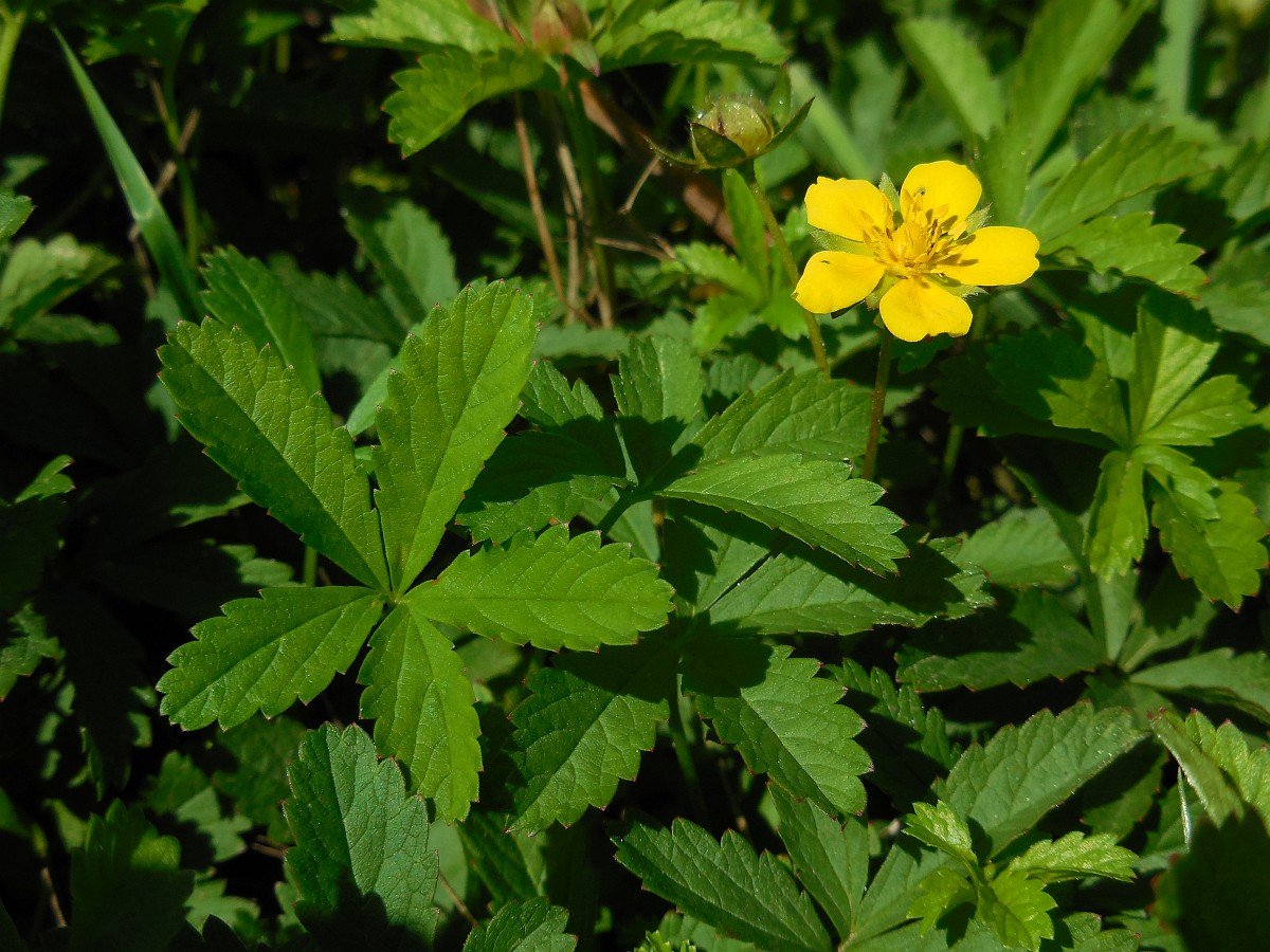 Potentilla reptans