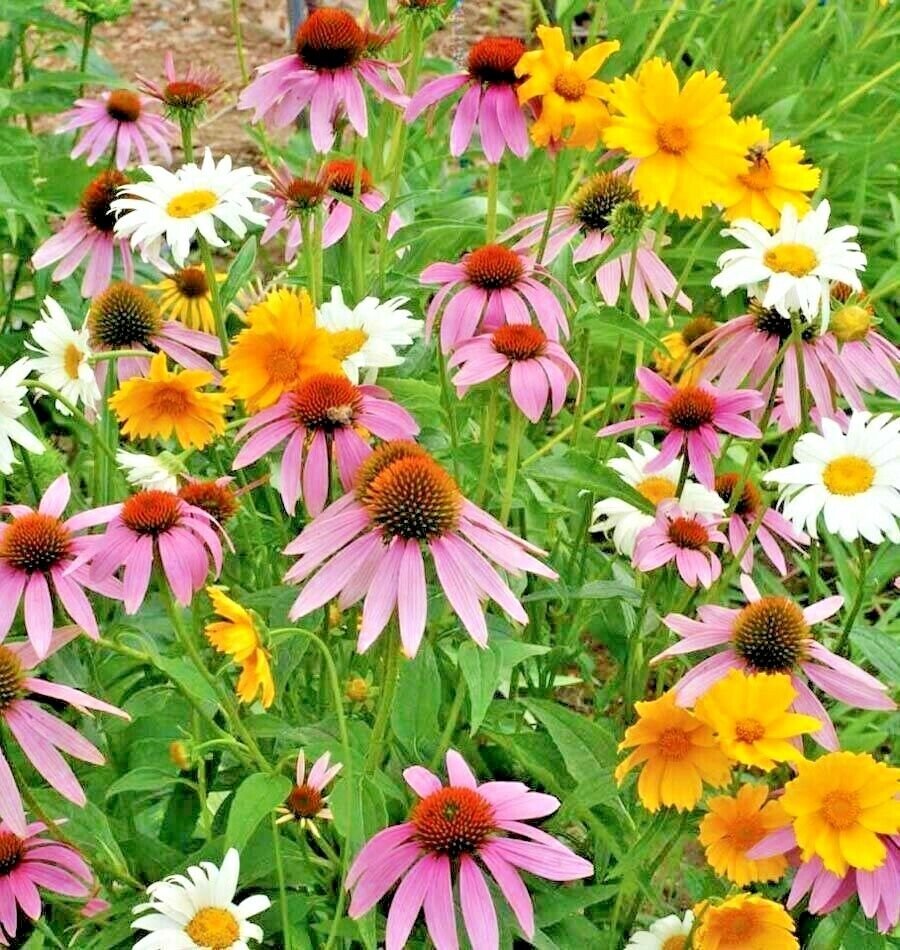 Full Shade Wildflowers