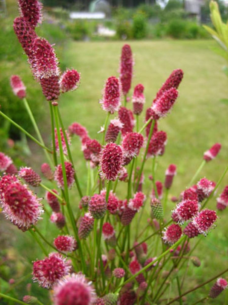 Кровохлебка officinalis ’Pink Tanna’