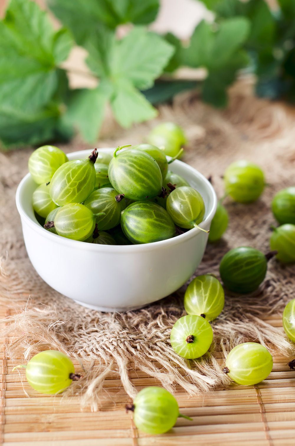 Duft Gooseberry (крыжовник)