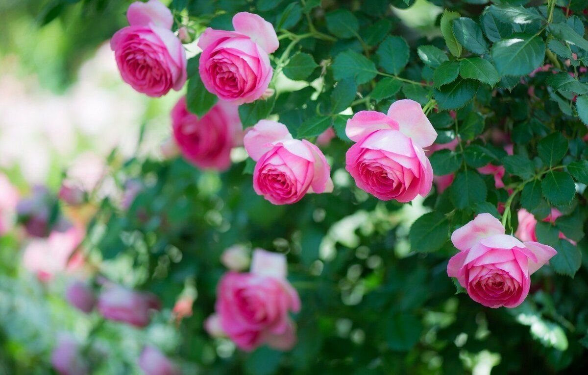 Розовый куст. Розовые розы.