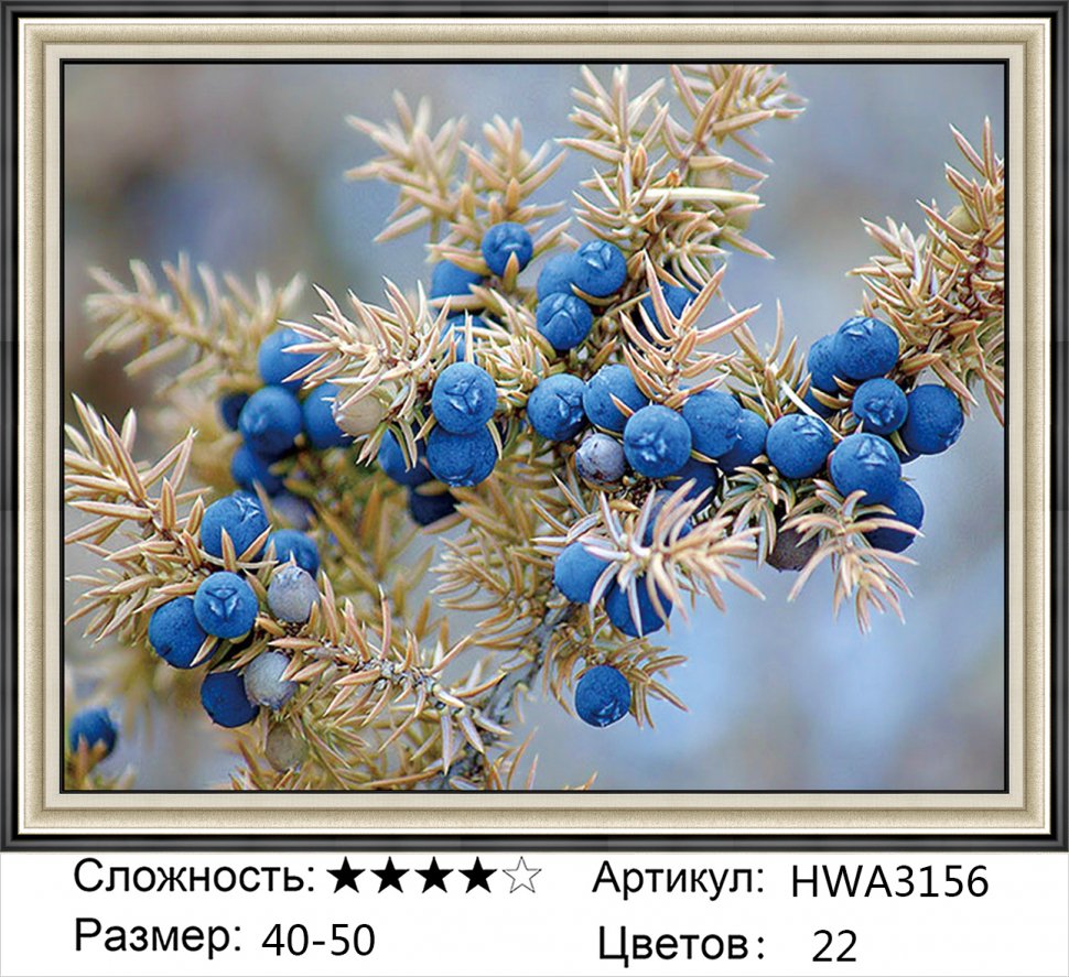 Можжевельник Таежный ягоды