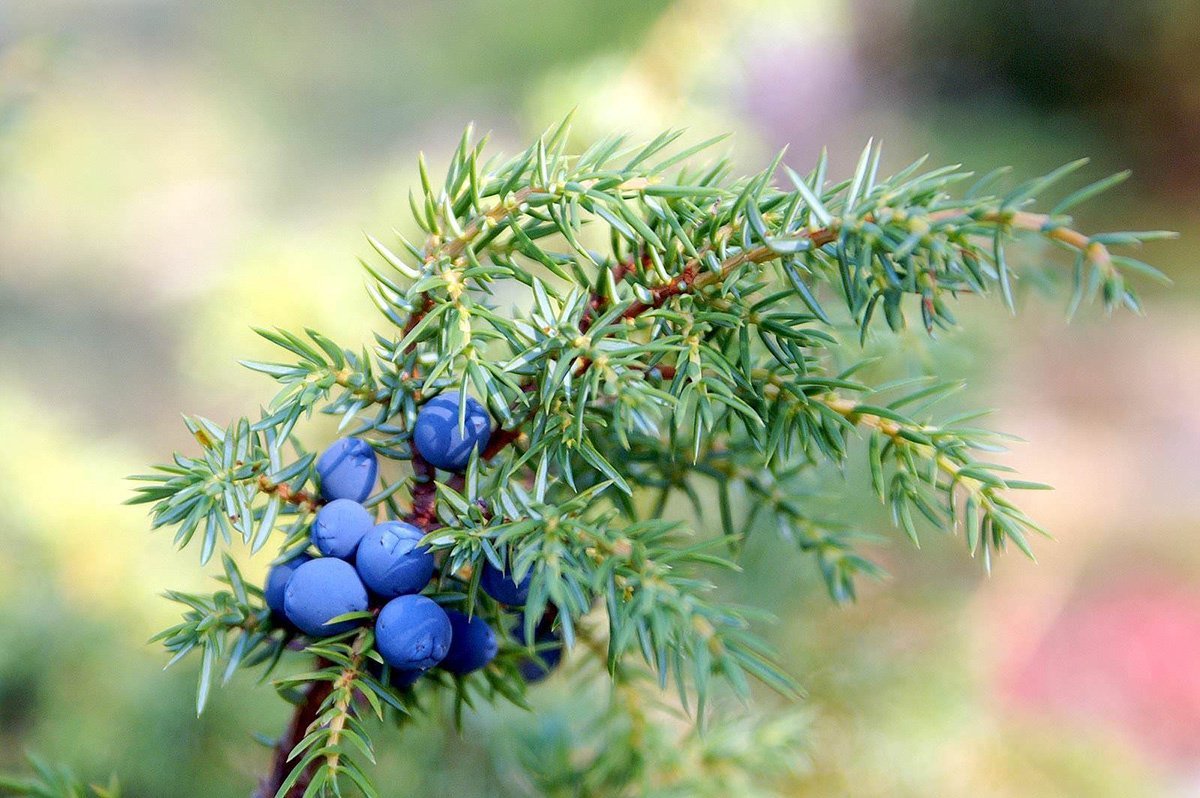 Можжевельник обыкновенный (Juniperus communis)