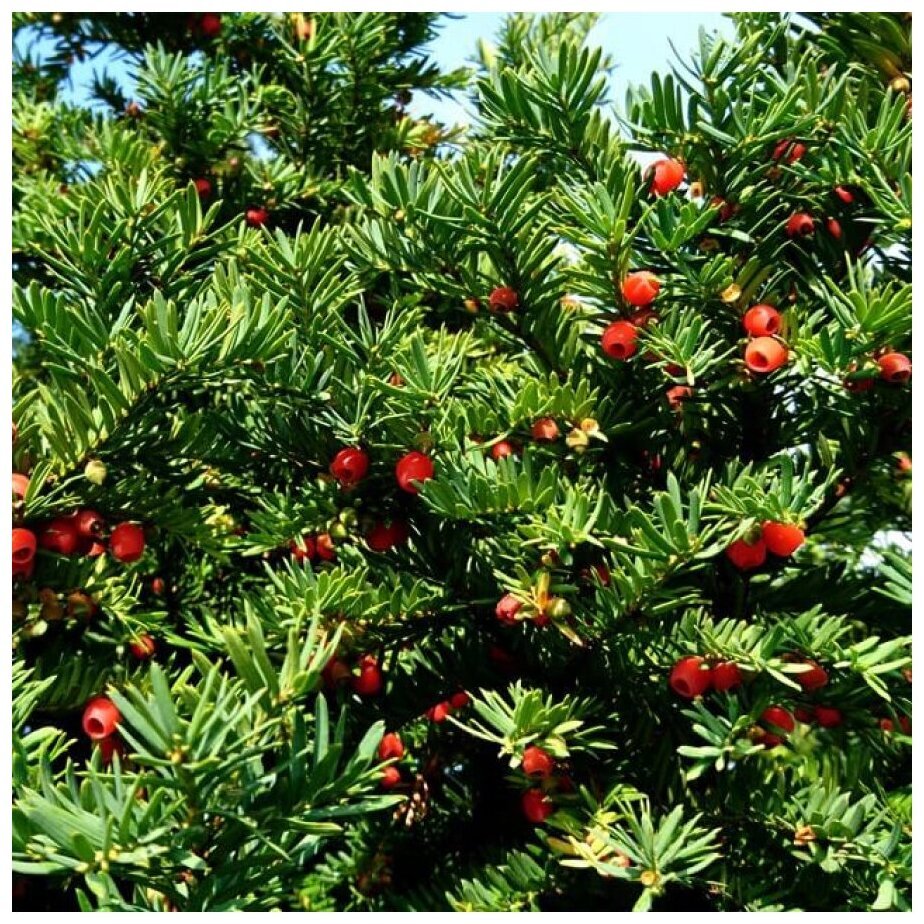 Тис ягодный Taxus baccata