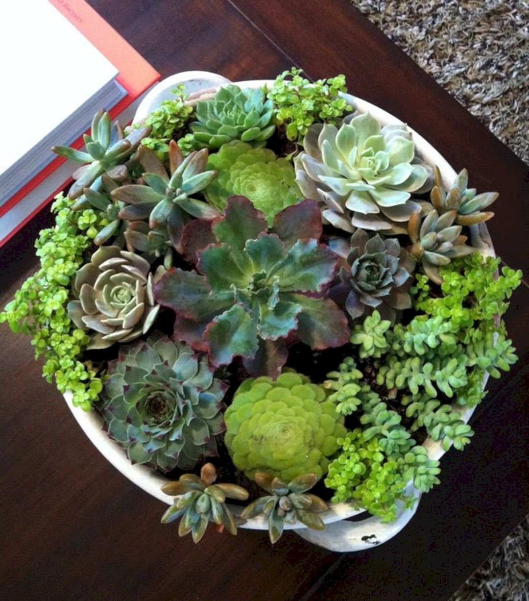 Молодило, «каменная роза» (Sempervivum)