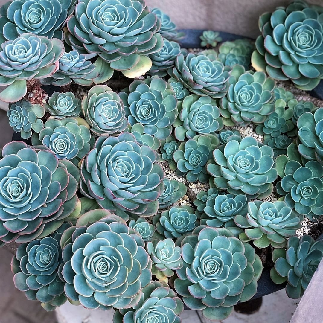 Эхеверия imbricata