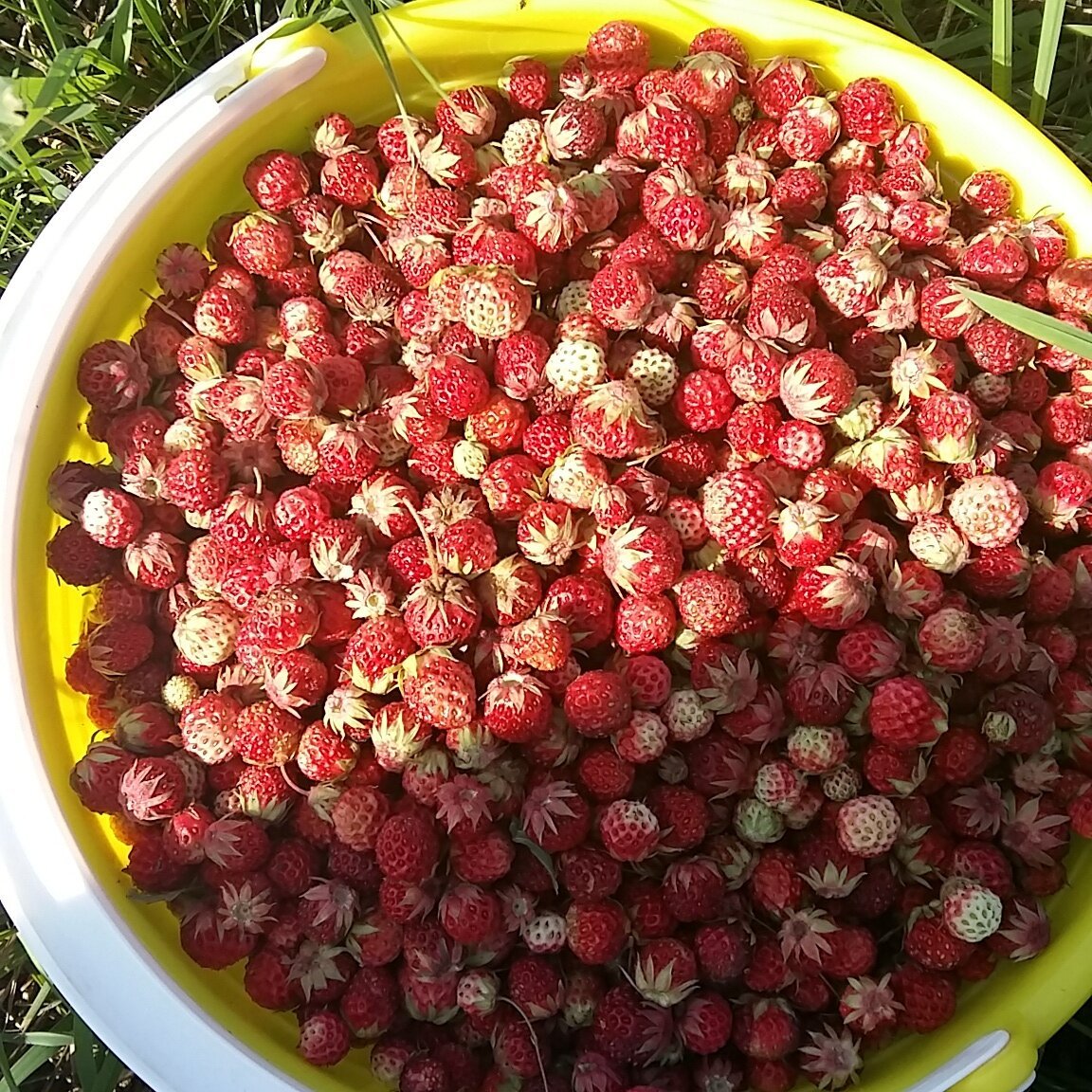Земляника Луговая