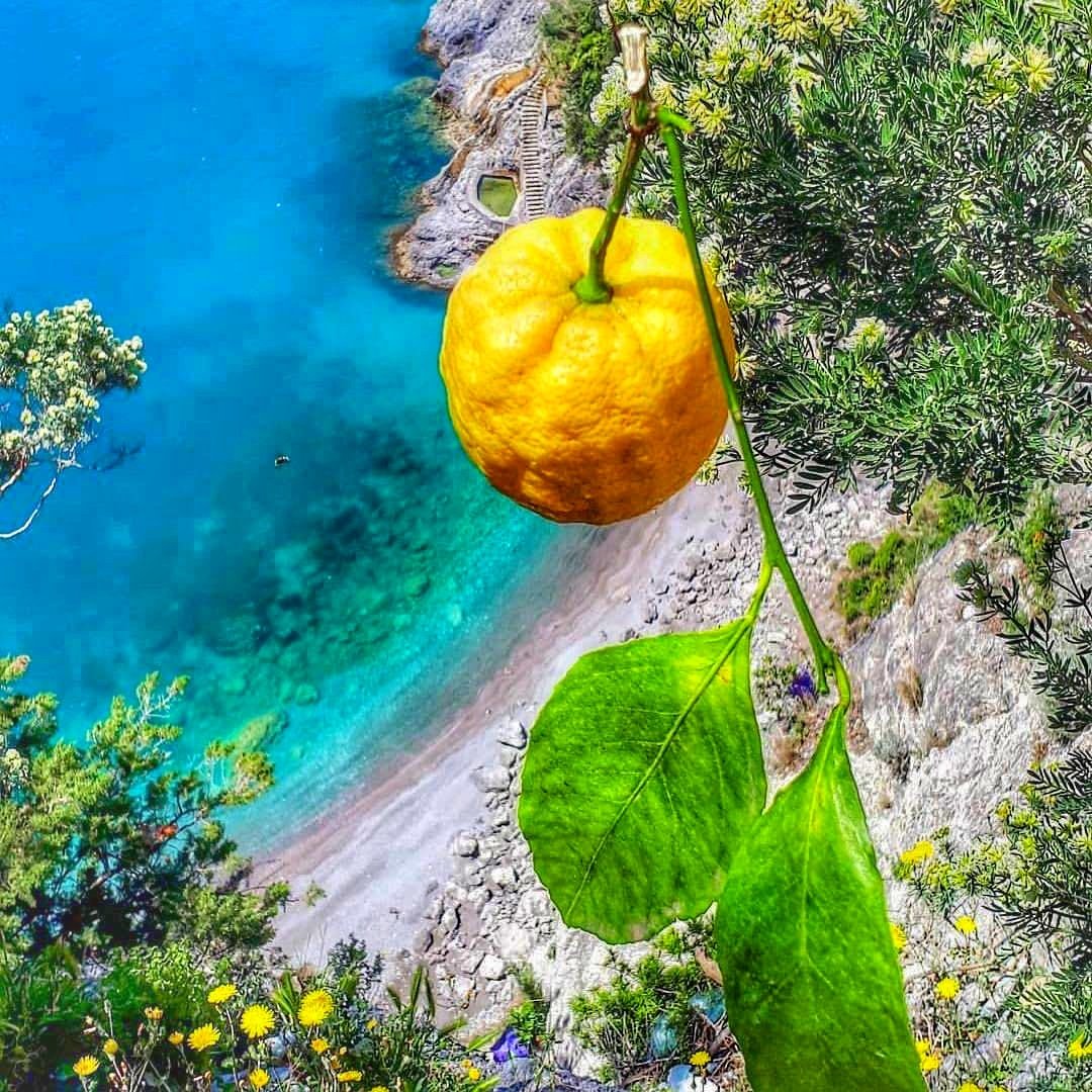 Лимоны в Амальфи и море Позитано