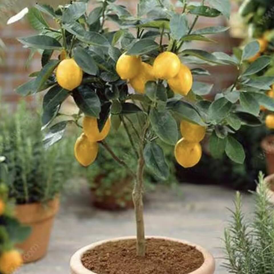 Lemon Tree (лимонное дерево)