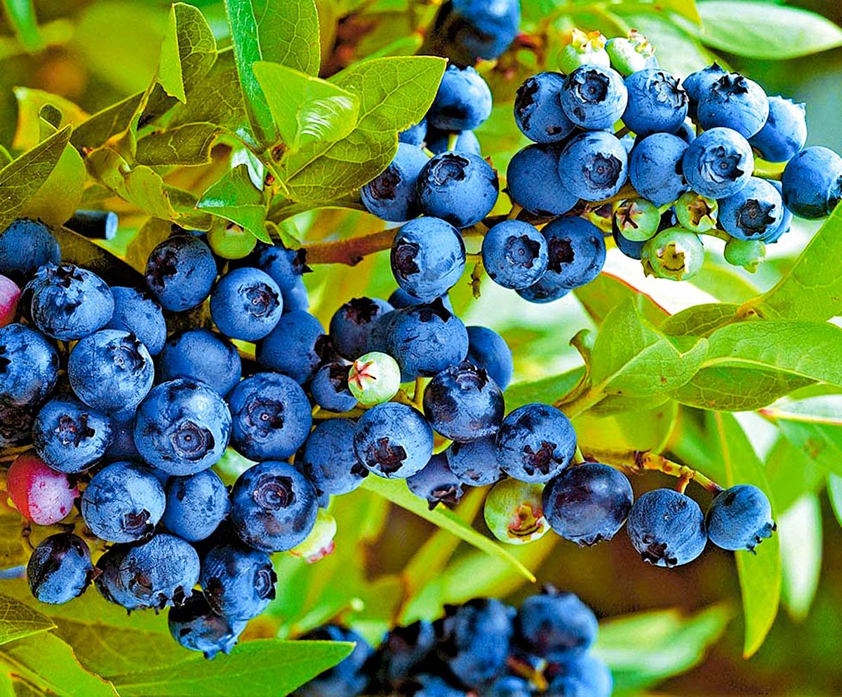 Vaccinium uliginosum голубика