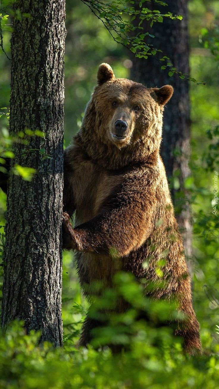 Животные тайги бурый медведь