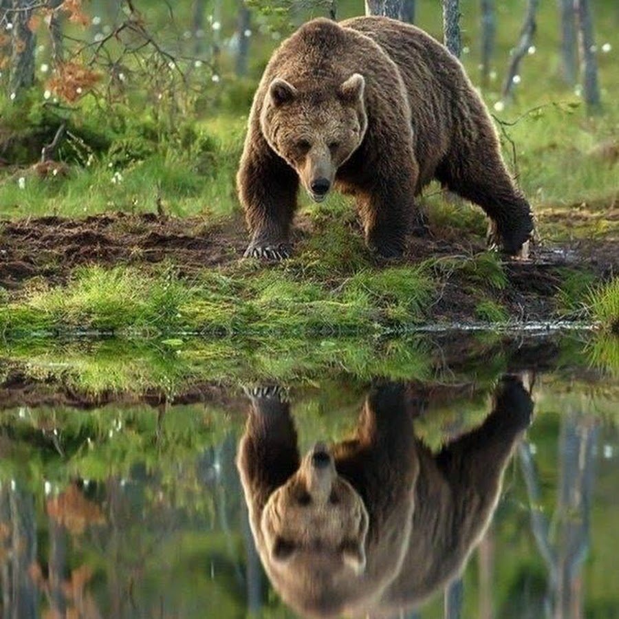 Природа и животные