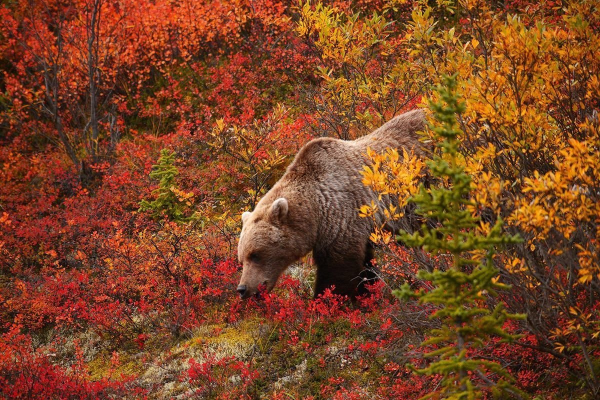 Медведь осень
