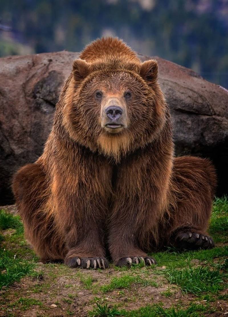 Медведь Гризли