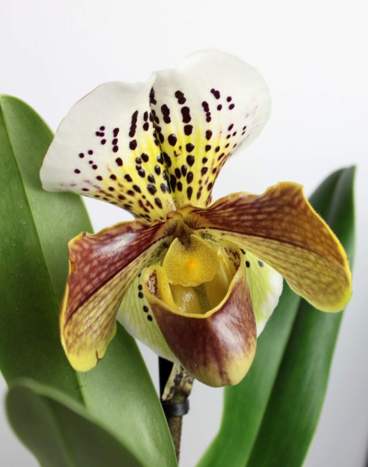 Орхидея Paphiopedilum