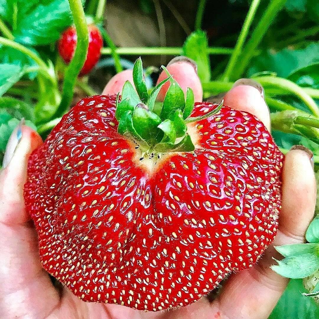 Клубника рубиновый кулон