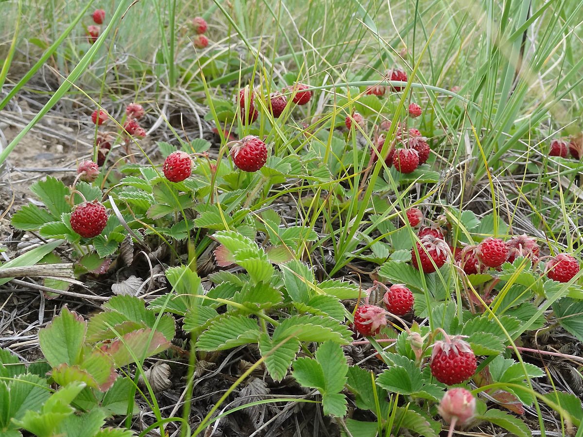 Земляника Лесная (Fragaria vesca)