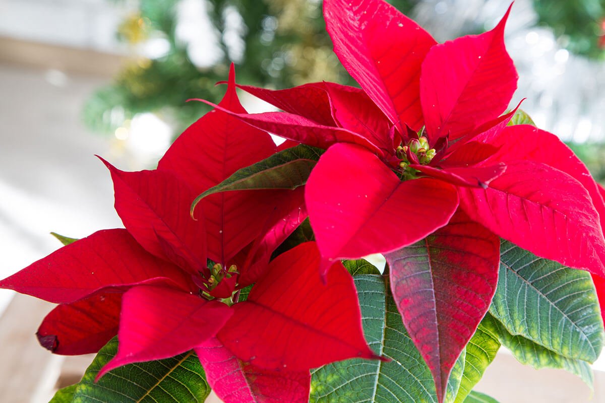 Пуансеттия Euphorbia pulcherrima
