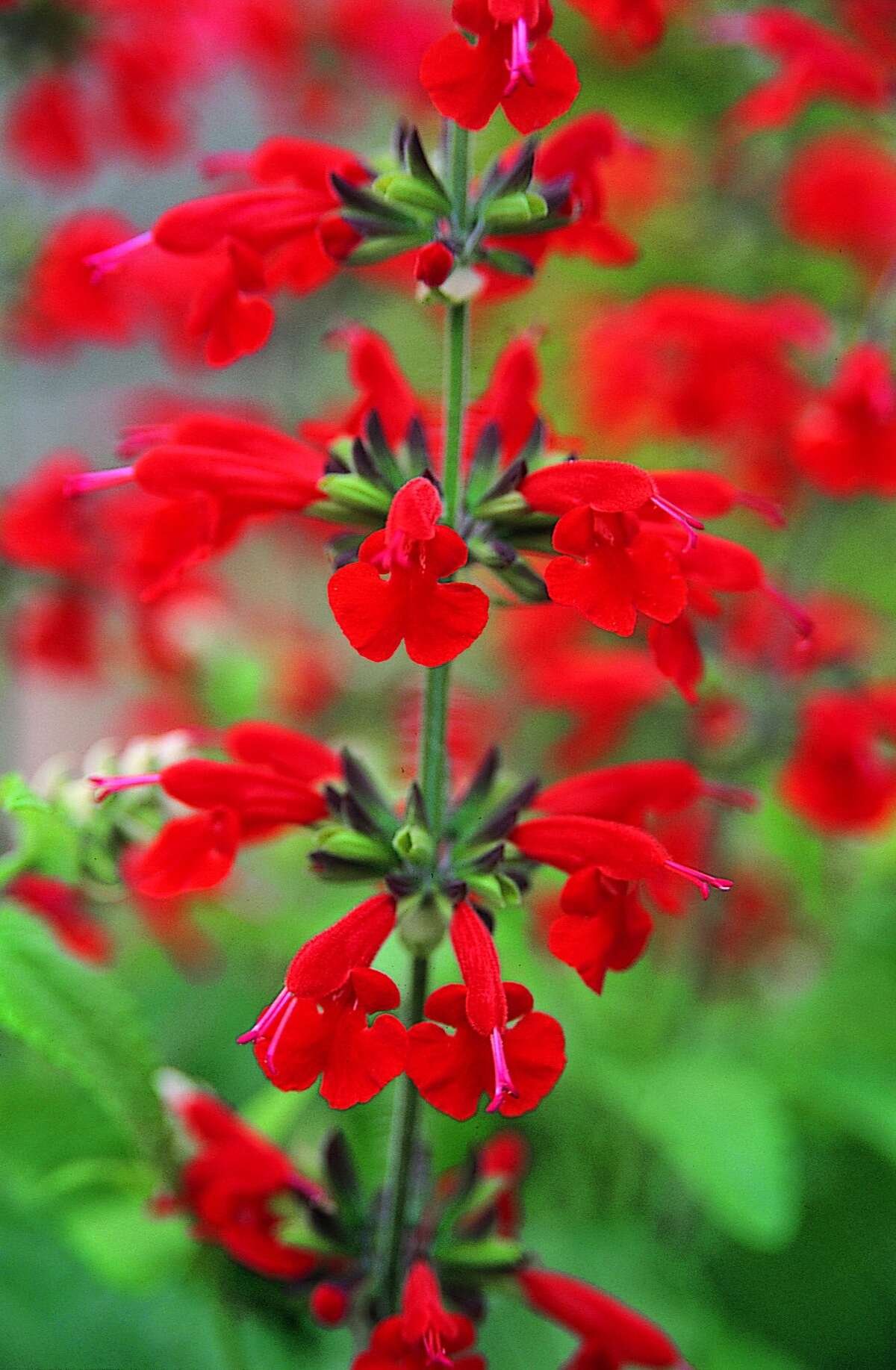 Сальвия красная coccinea