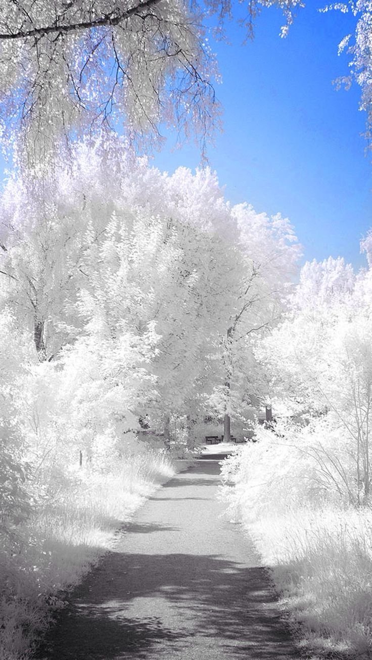Белая природа