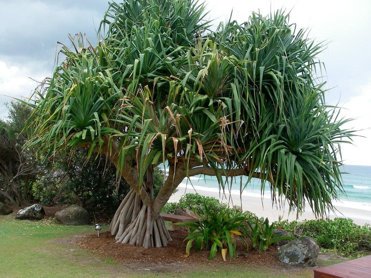 Растение панданус в природе