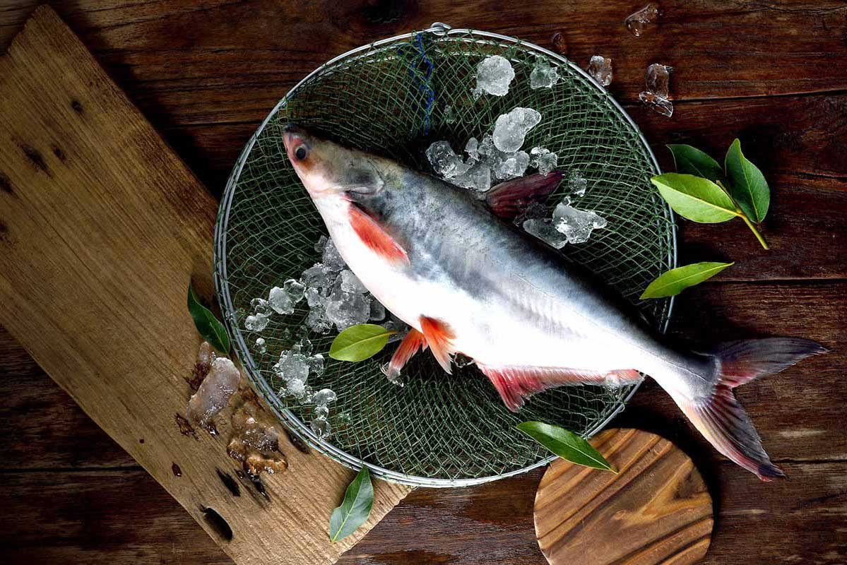 Pangasius рыба