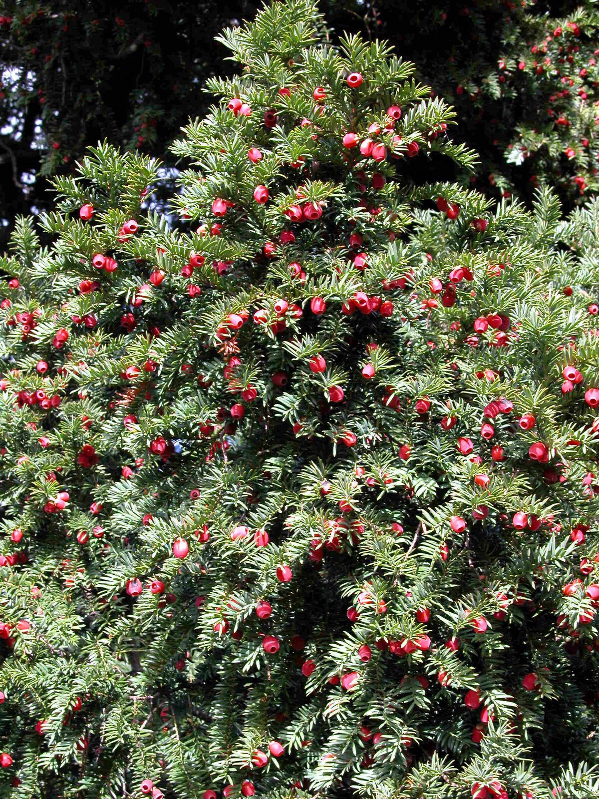 Тис ягодный Taxus baccata