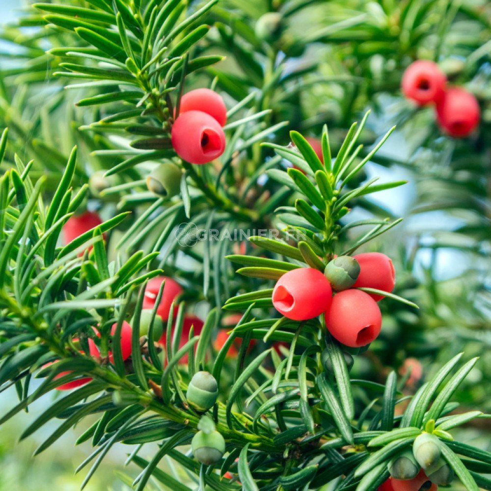 Тис ягодный (Taxus baccata David p9)