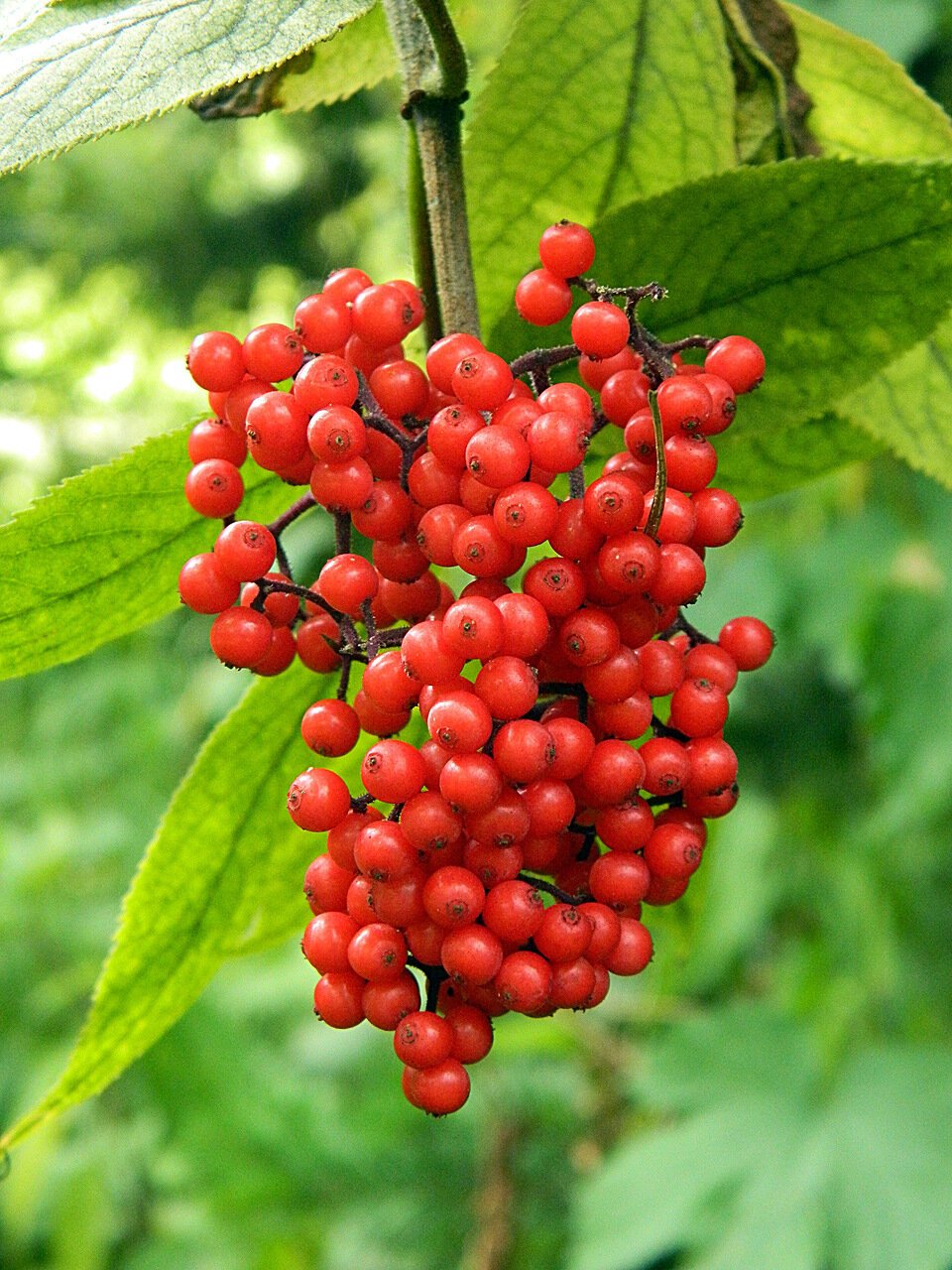 Бузина красная Sambucus