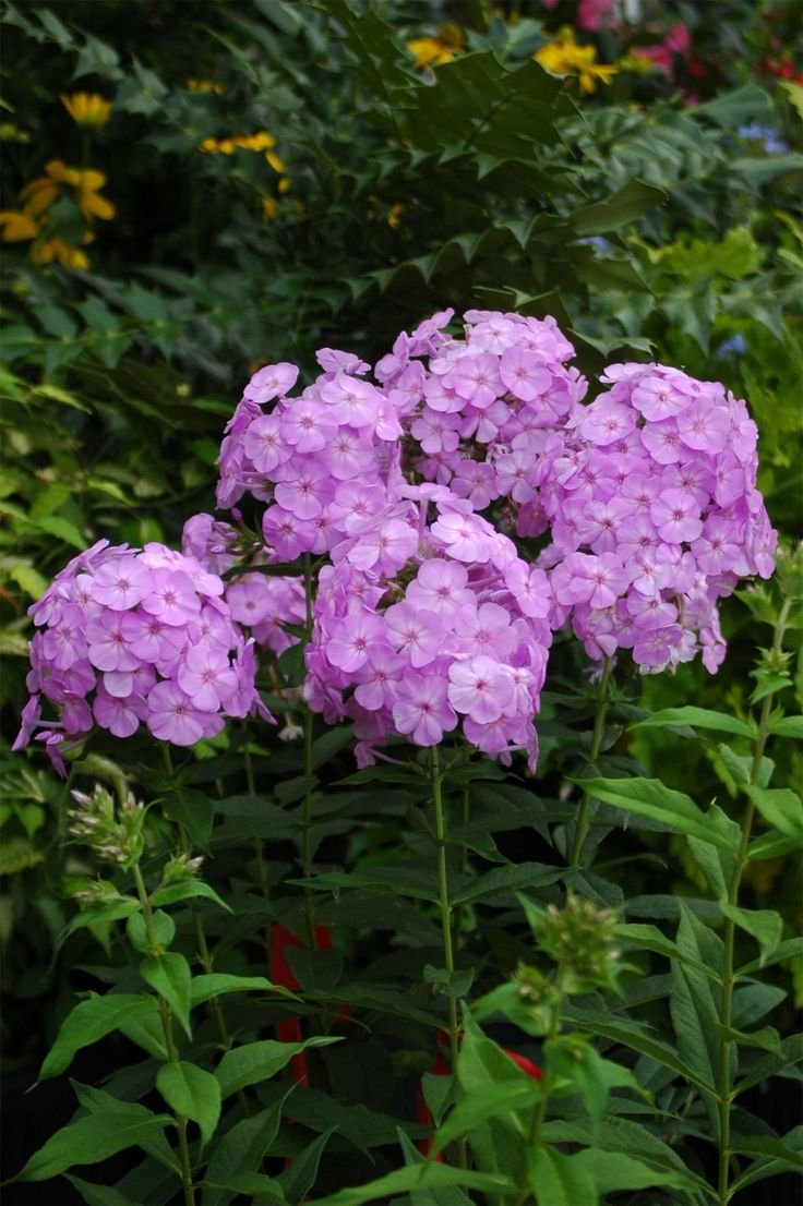 Флокс David's Lavender