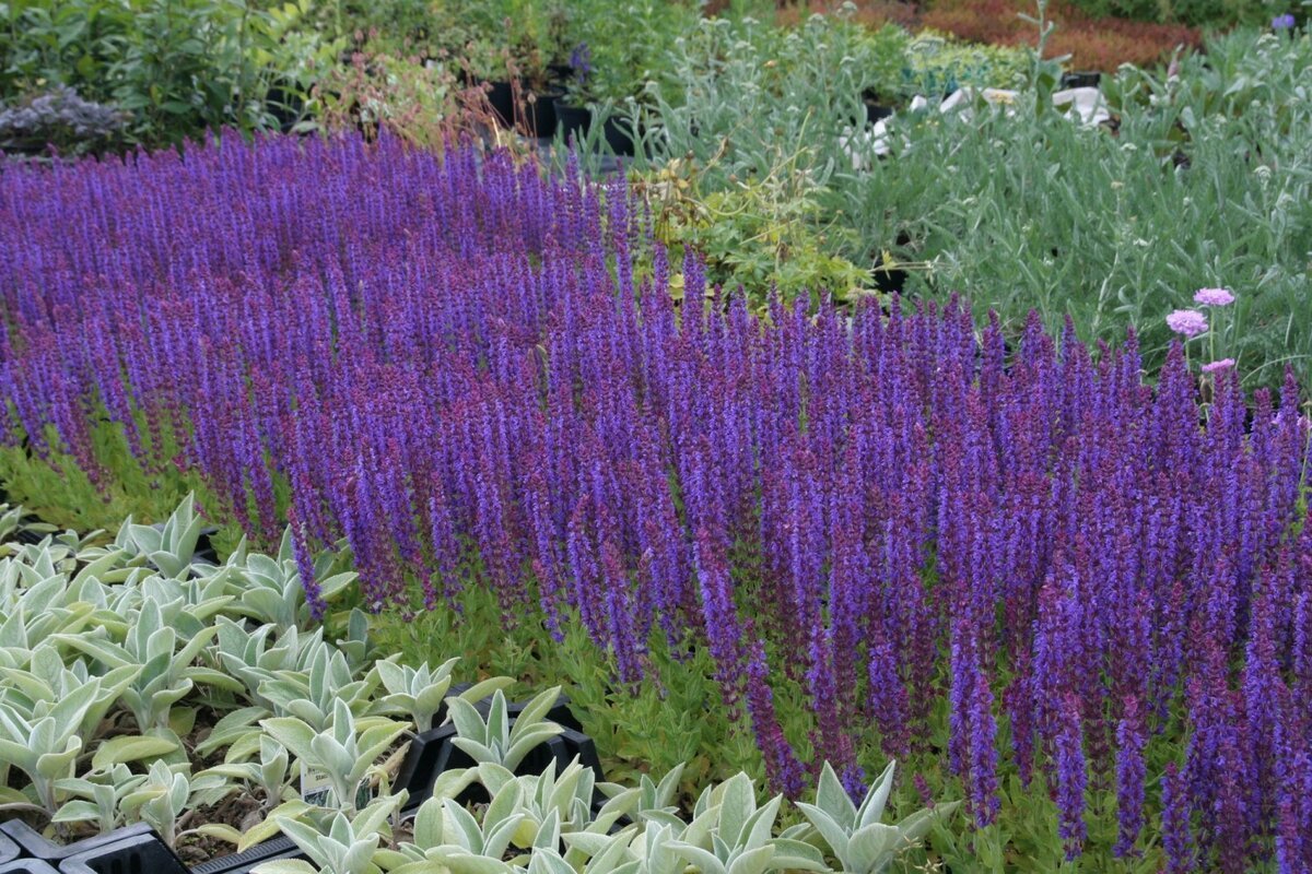 Шалфей Дубравный (Salvia nemorosa `Caradonna`)
