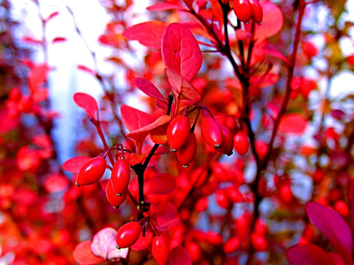 Барбарис Barberry
