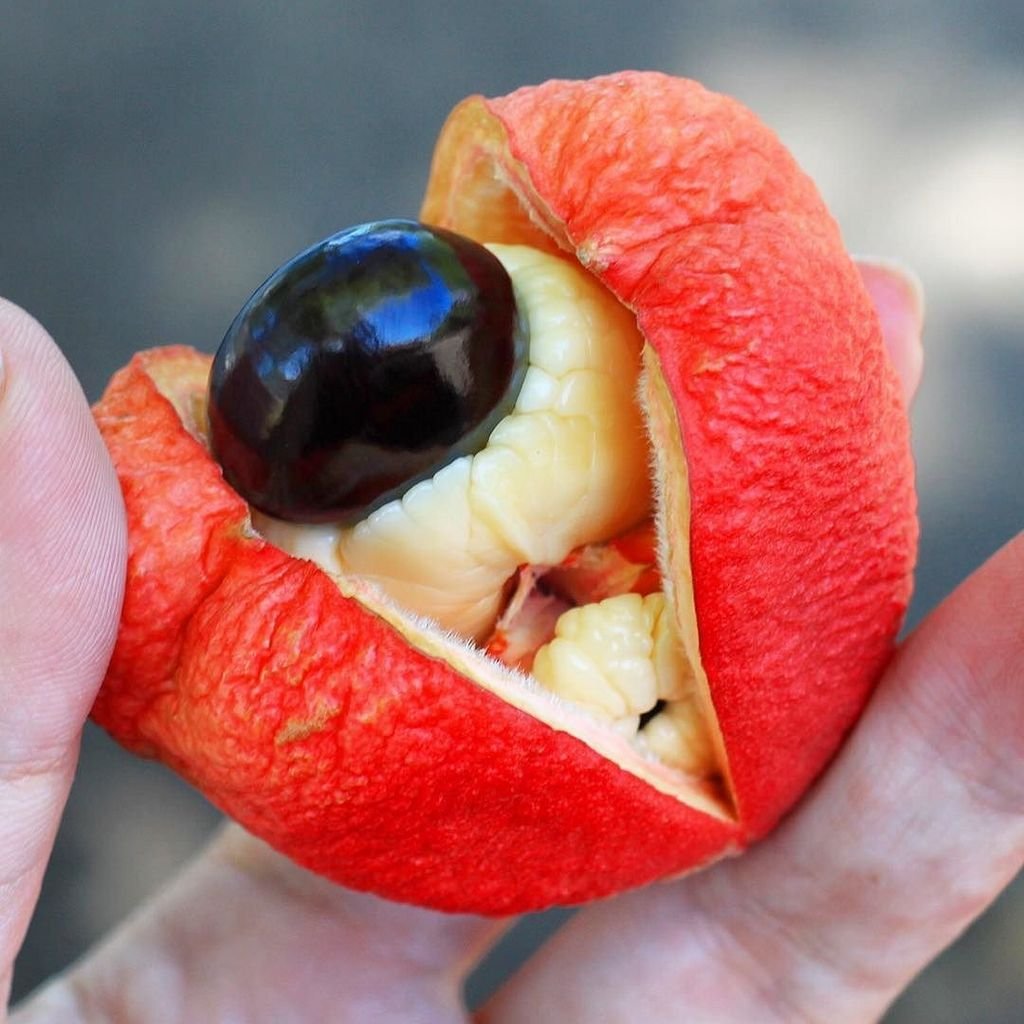 Фрукт Ackee Ямайка