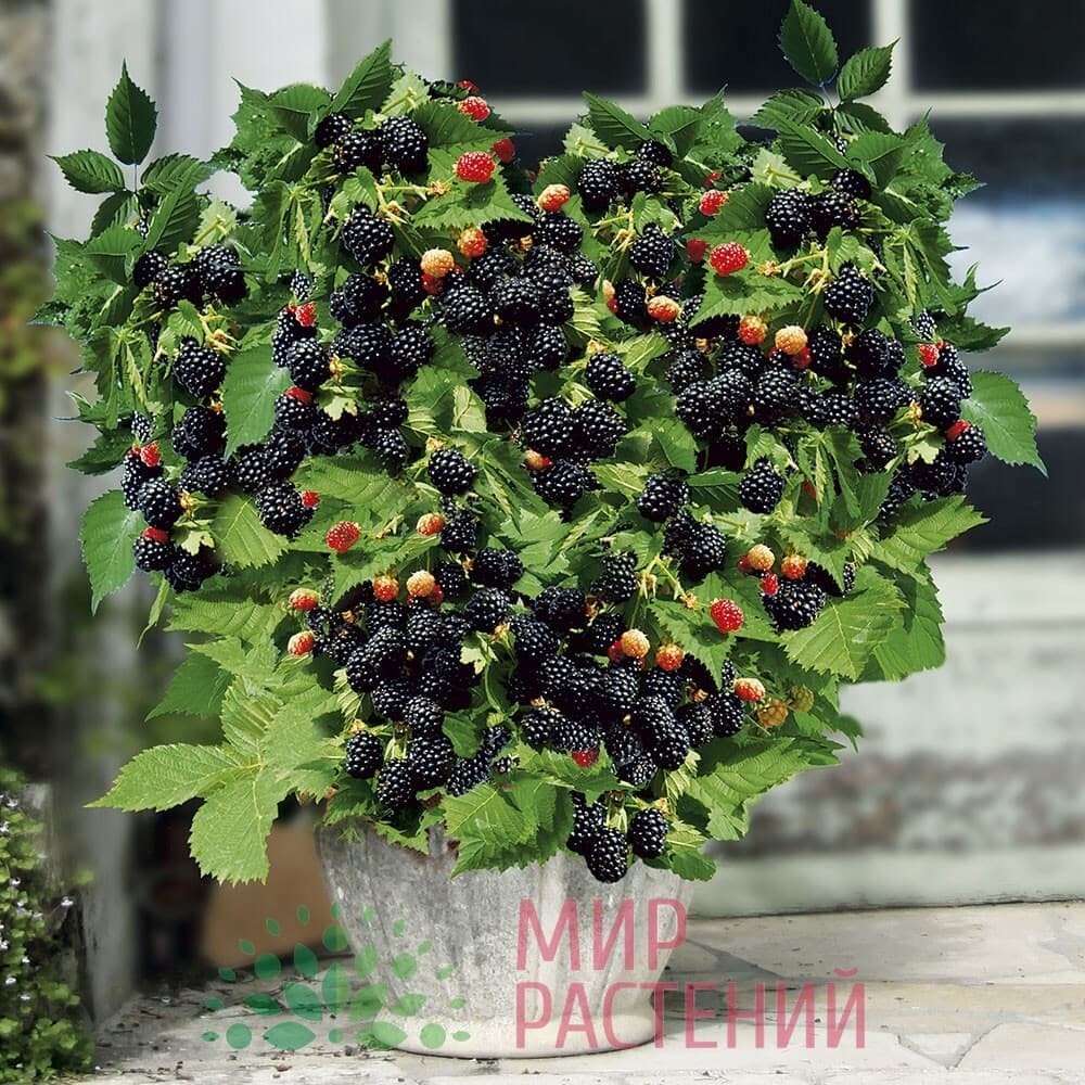 Ежевика ампельная Каскад