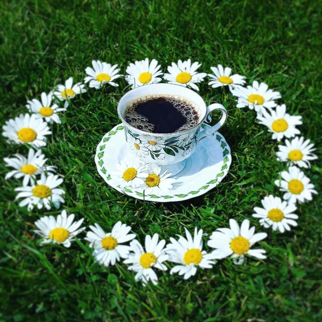 Ромашки в чашке