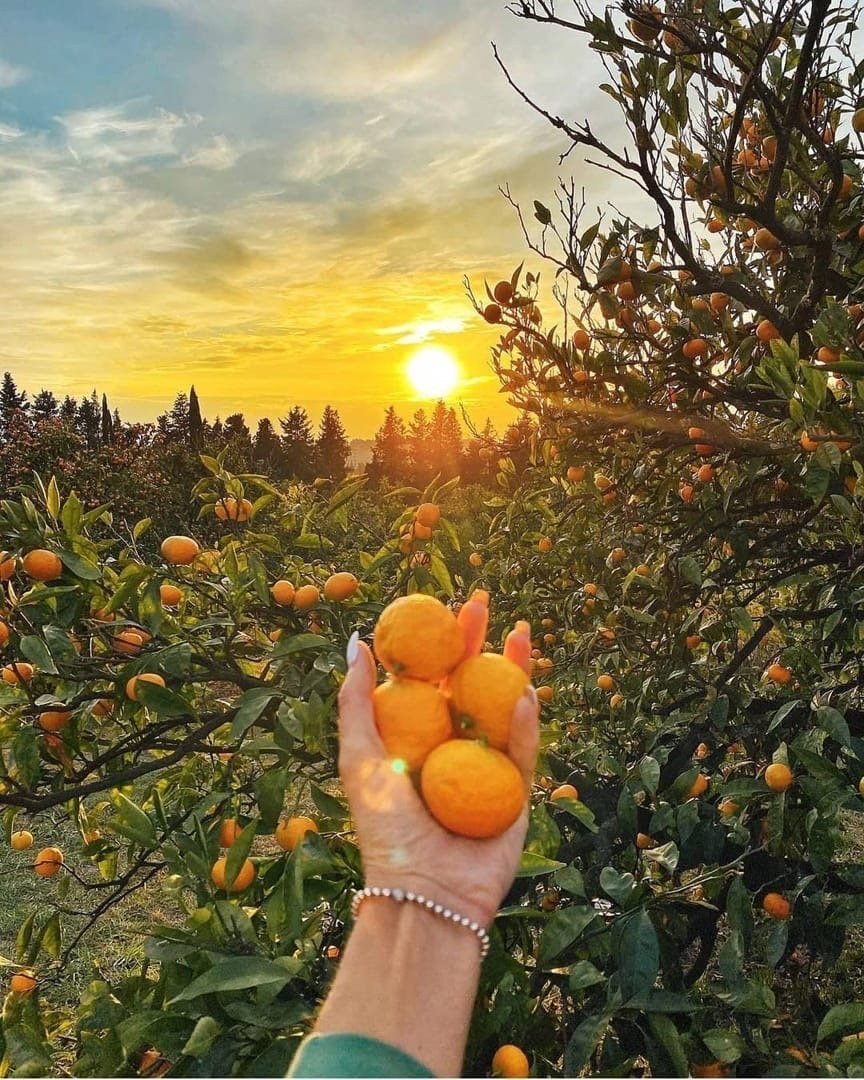 Мандарины (Абхазия)