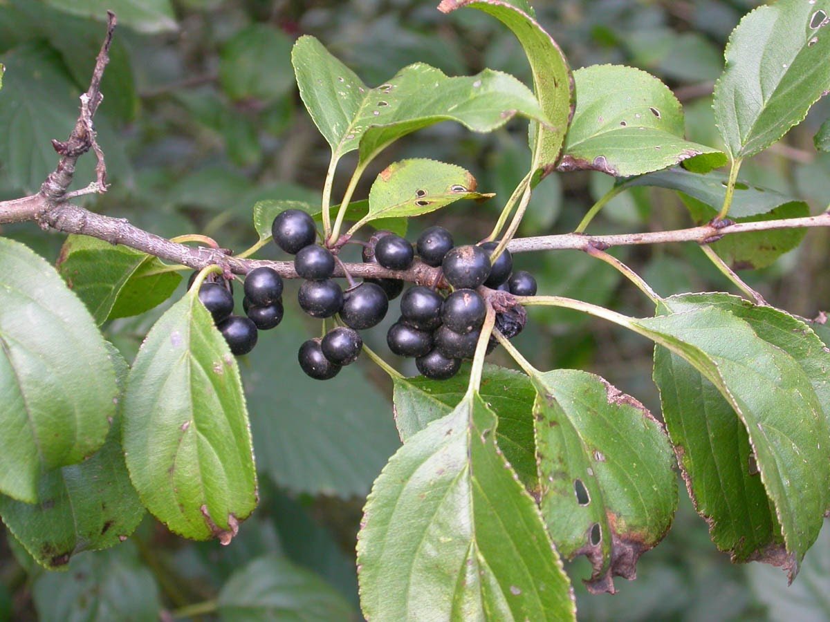 Жостер слабительный (Rhamnus cathartica)