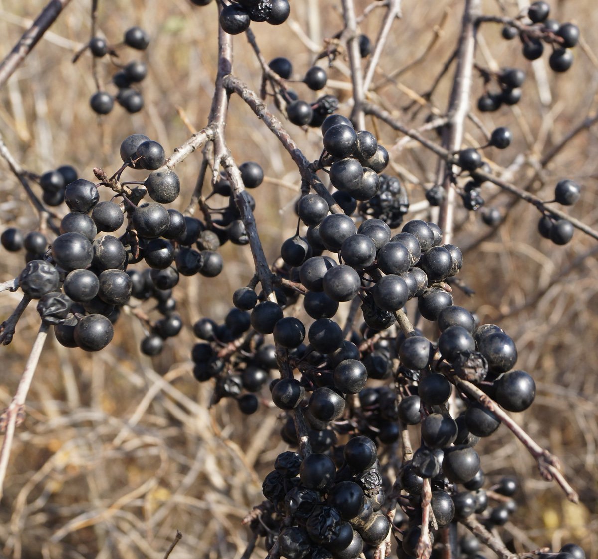 Крушина слабительная (Rhamnus cathartica)