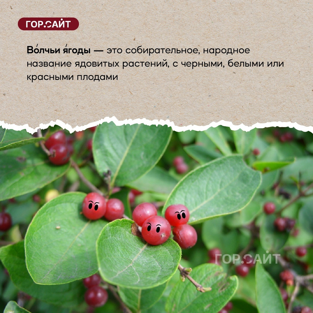 Растения Полевского