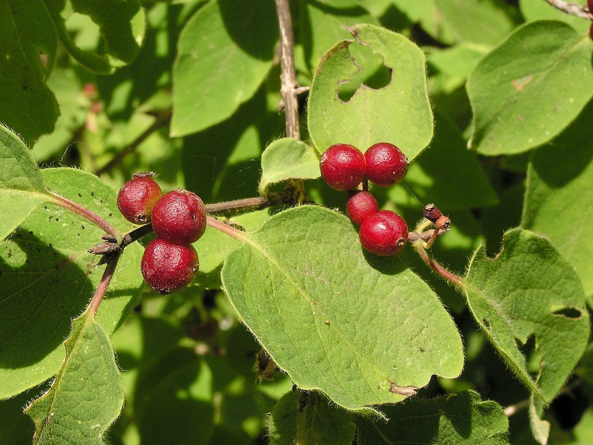 Жимолость Лесная-Lonicera xylosteum